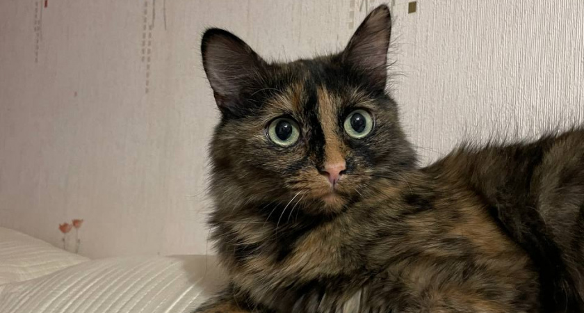 Общение с кошкой после 65: Скрытые риски, о которых важно знать