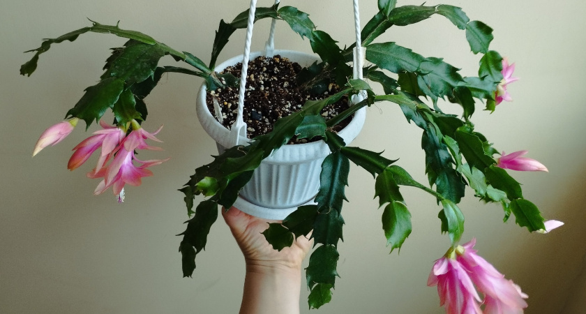 Легко и быстро: три безотказных способа размножить декабриста в любое время года