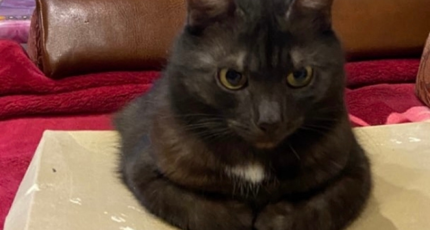 Мурка или Софонисба: как назвать кошку, чтобы она откликалась — примеры простых и оригинальных имен