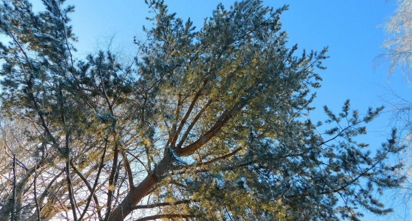 Синоптики предупреждают о резком похолодании в Коми