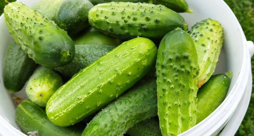 5 лучших огурцов для посадок - буду сажать только их в сезоне-2026: сорта завалят урожаем