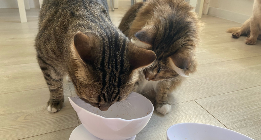 Нужно ли размачивать сухой корм кошке? Ветеринарный взгляд на важный вопрос