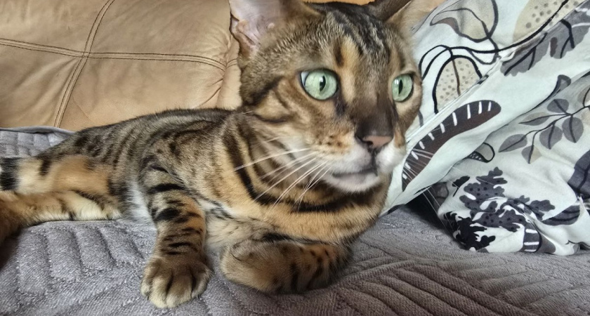 Почему после лотка кошка носится как угорелая: что скрывается за этим "дурачеством"