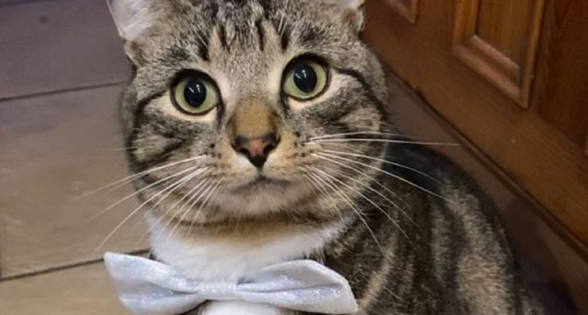 Невинные мелочи, которые кошки воспринимают как предательство - запомните на всю жизнь