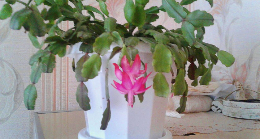 Одна таблетка для цветочного взрыва: как спирулина заставит декабрист цвести до весны