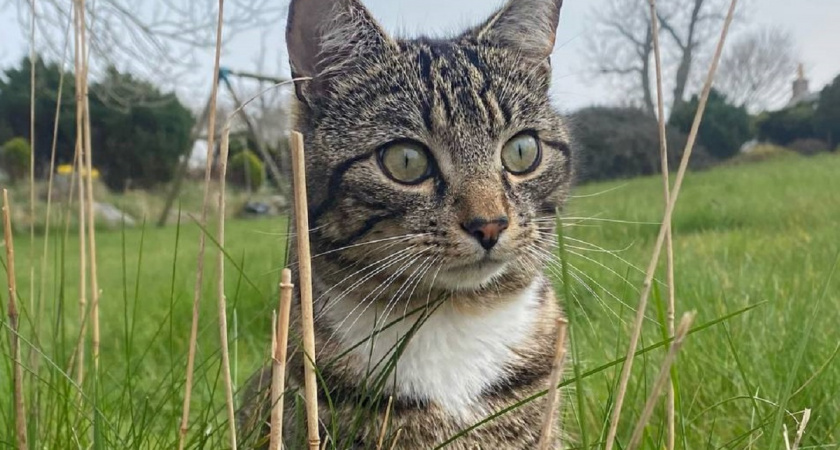 Зачем продают кошачьи усы: ветеринар объяснил правду о странном товаре, который может стоить кошке здоровья