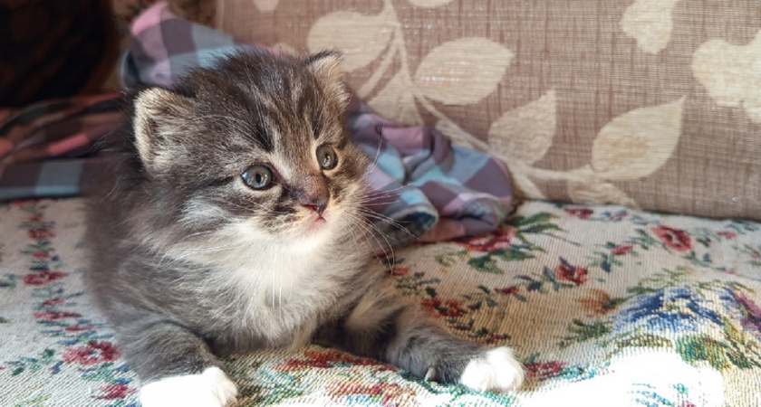 Не возраст и не порода: на что смотреть при выборе котёнка, чтобы он вырос в здорового и ласкового друга