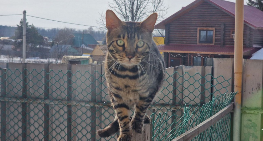 Кошачья одержимость хозяином: почему кошка ходит за вами по пятам