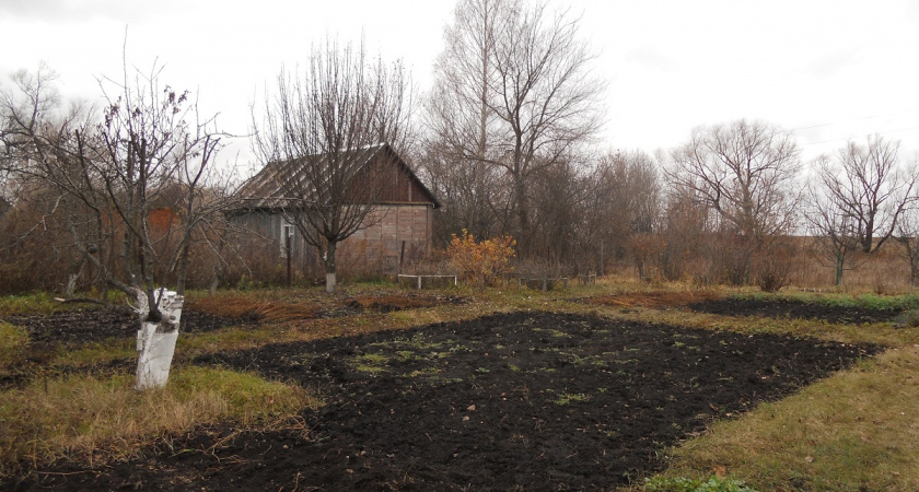 Деревья зимуют спокойнее: простой приём защиты, о котором многие вспоминают, когда уже совсем поздно