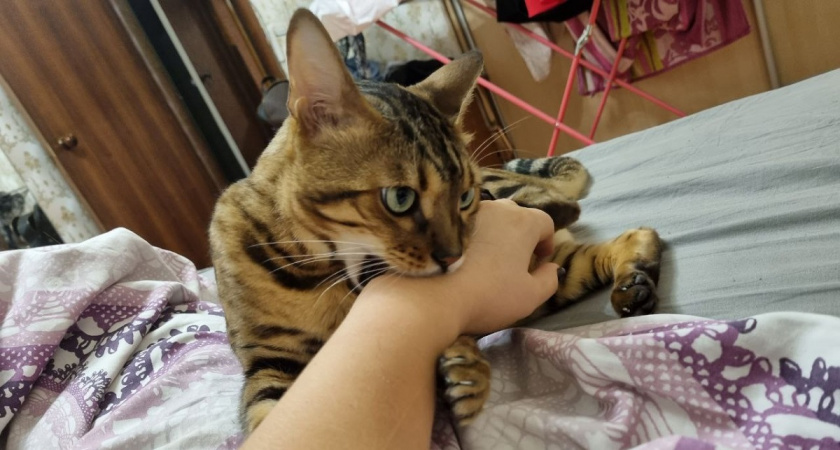 Вот почему вы никогда не должны наказывать кошку за плохое поведение - причина проста