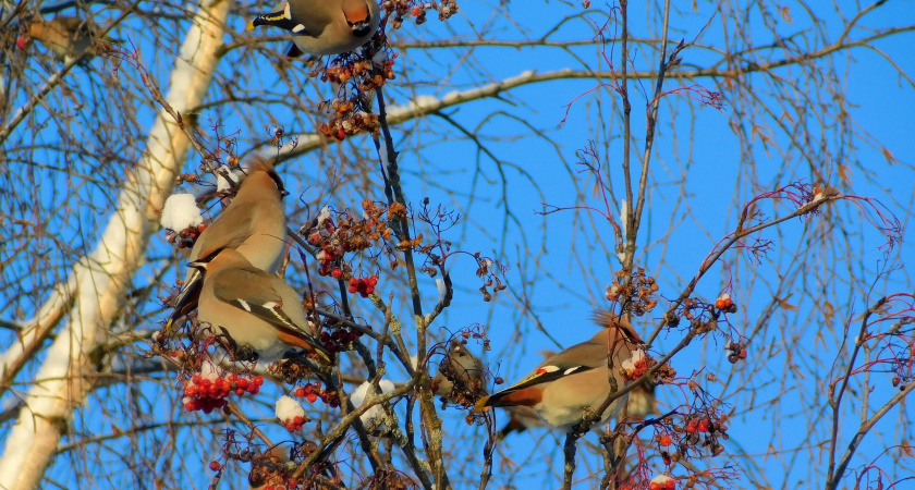 На Республику Коми надвигаются сильные морозы
