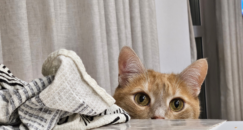 Тайный язык кошек: зачем кошки нюхают наше дыхание - это не просто причуда