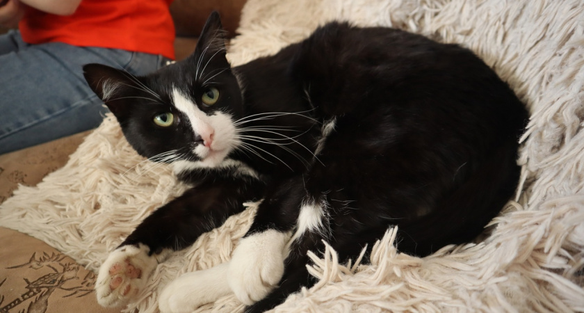 Почему кошкам нравится, когда им чешут щёки и подбородок - не просто ласка