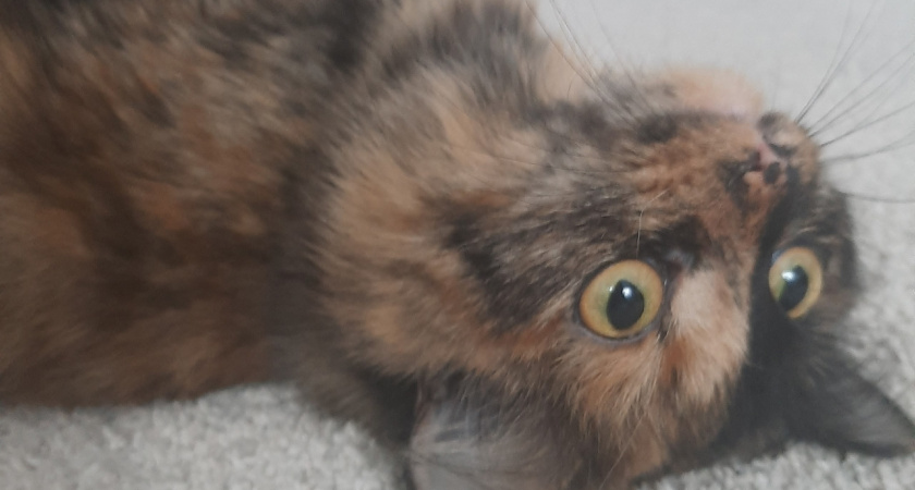 Круче тарталеток с икрой: эта начинка для блинов улетает первой со стола изумительный рецепт на Новый год