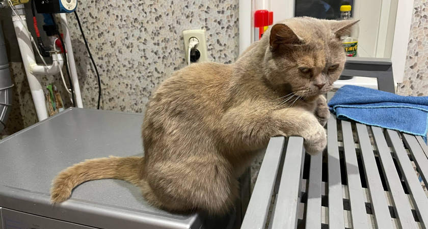 Почему кошка кусает руку, когда ее гладишь: что делать, если ваш кот – кусака