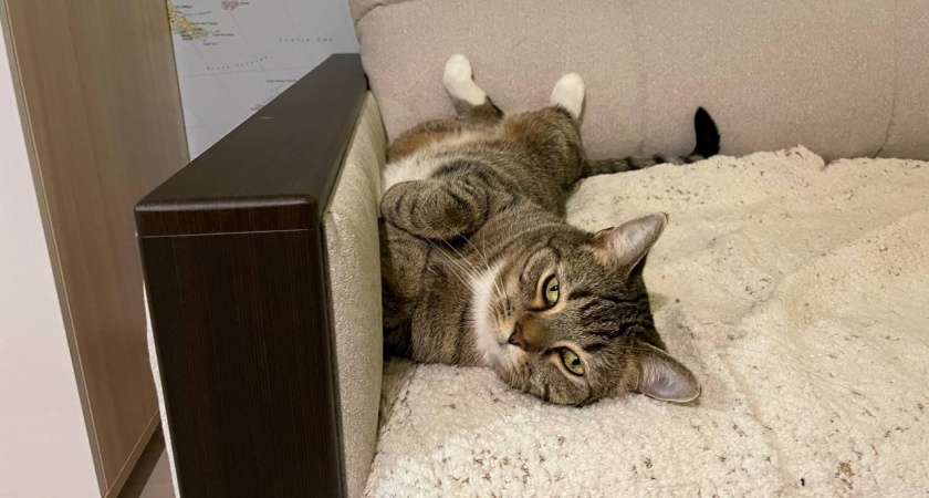 Как кошка "говорит", что ей больно - тихие сигналы бедствия. Запомните раз и на всю жизнь