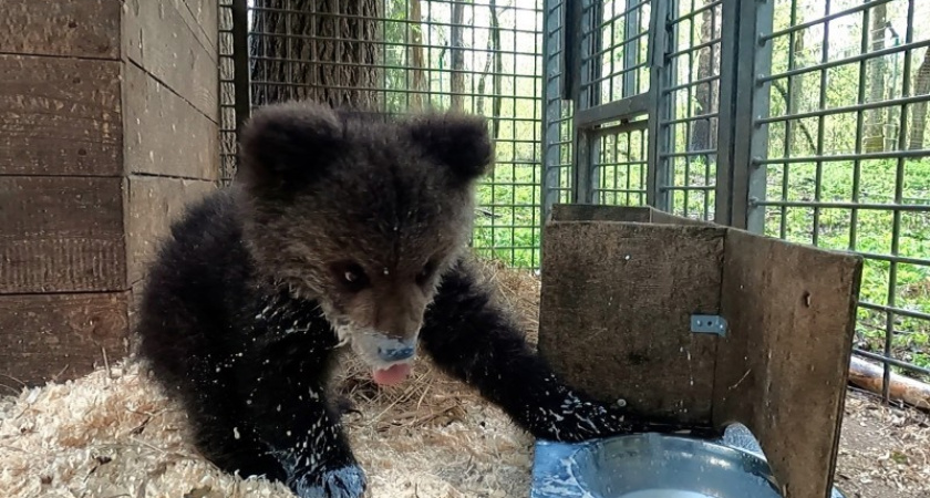 Медвежонок из Коми Кира осталась зимовать в Тверском центре спасения