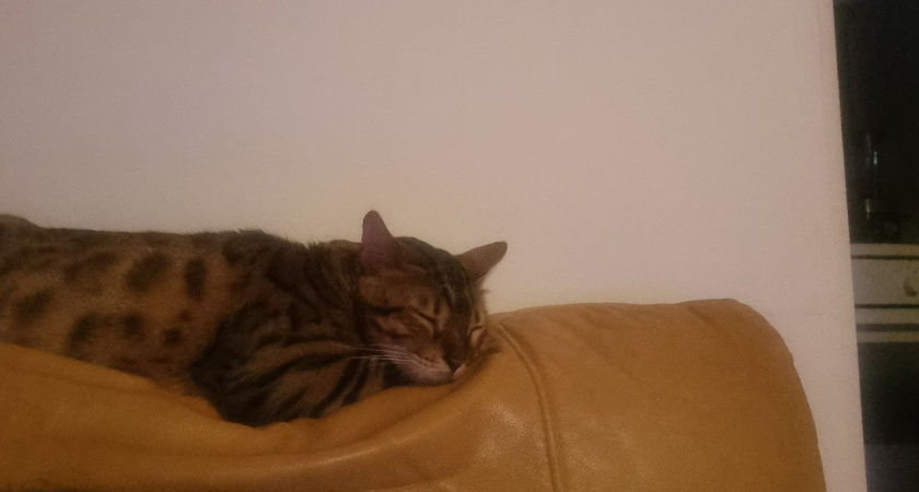 Спящая кошка - открытая книга: как по позе для сна понять настрой питомца - когда стоит бить тревогу