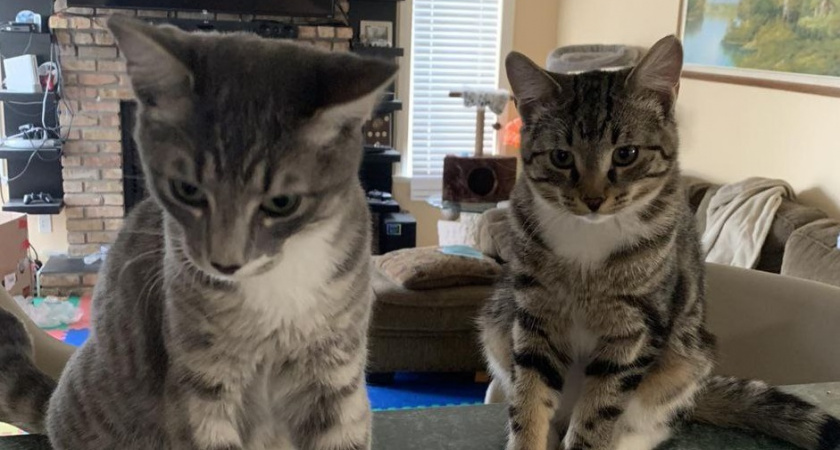 12 особенностей кошек, о которых должен знать каждый хозяин: не все они очевидны