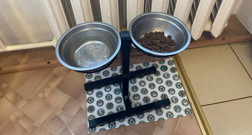 Почему нельзя кормить собак после 17 часов? Запомните раз и на всю жизнь