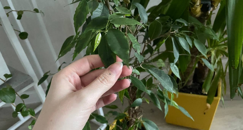 Фикусу Бенджамина в декабре - обязательно: 1 ложка в теплую воду – и листья крепкие, зеленые, крупные