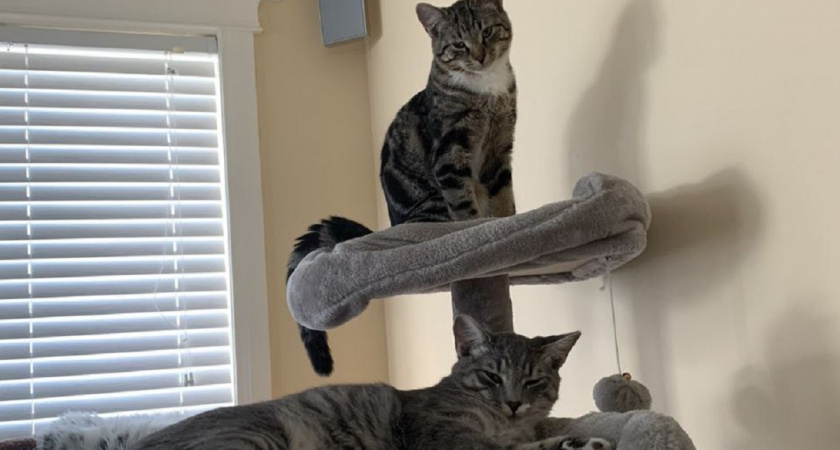 Зачем кошки следят за хозяевами: ученые дали ответ и он поражает