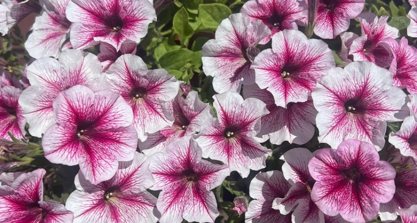 Туалетная бумага, смоченная в чае, поможет вырастить петунию: к весне взойдет как заведенная - необычный способ посева