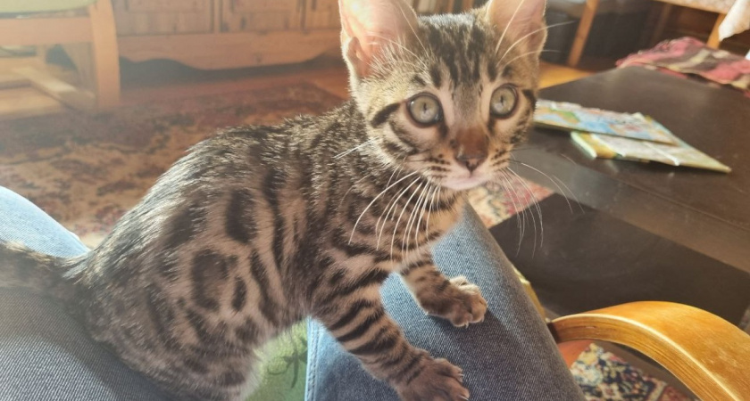 Стало известно зачем кошка трогает человека лапой: вот что она этим хочет сказать - запомните на всю жизнь