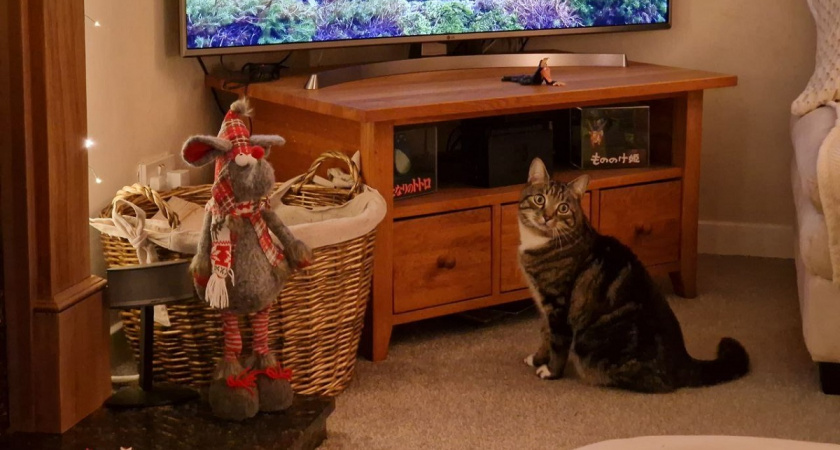 3 важных ежедневных действия кошки, которым нельзя мешать: вот почему