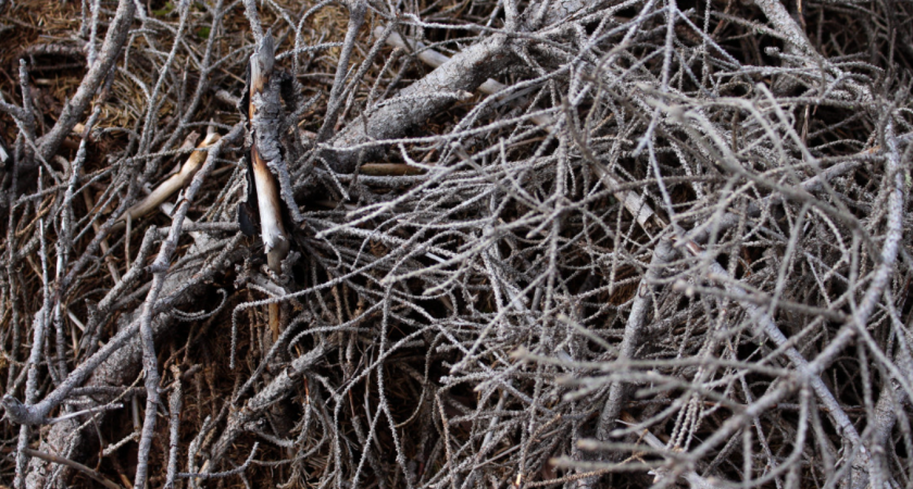 Дачники, срезанные ветви никогда не сжигайте: не мусор, а бесценный клад для сада и огорода