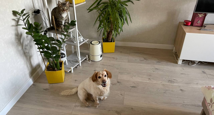 Почему нельзя кормить собак после 17 часов? Запомните раз и навсегда