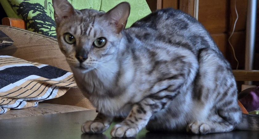 9 самых проблемных пород кошек: к ветеринару ходят, как к себе домой - никаких 9 жизней не хватит