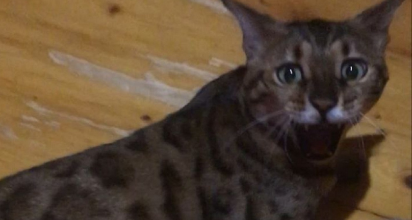 Они разрушат вашу квартиру и превратят привычную жизнь в ад: породы кошек противопоказанные новичкам