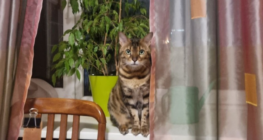 Защищают ли кошки своих хозяев, пока те спят: реальные истории - просто поражают