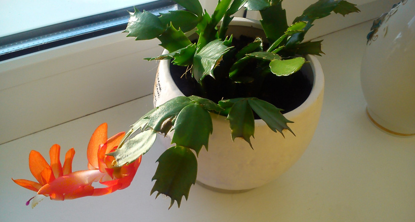 Один пшик — и декабрист усыпан бутонами: даже старый куст разрастется буйным цветом 