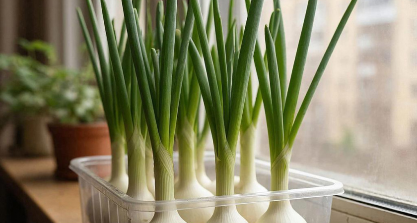 Выращиваю зеленый лук за 6 дней дома: 2 способа взрастить зелень без химии - сочные перья лезут всю зиму без остановки