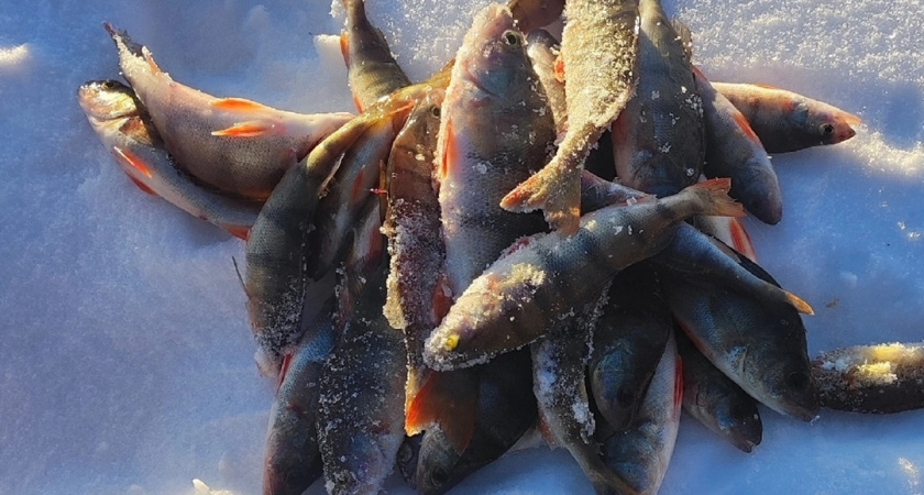 Не ёрш и не карась: названа самая полезная речная рыба – продаётся в каждом магазине