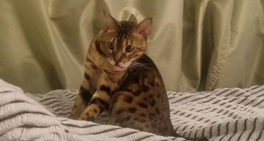 Кошка лижет вас не потому, что любит — зоологи объяснили настоящий смысл