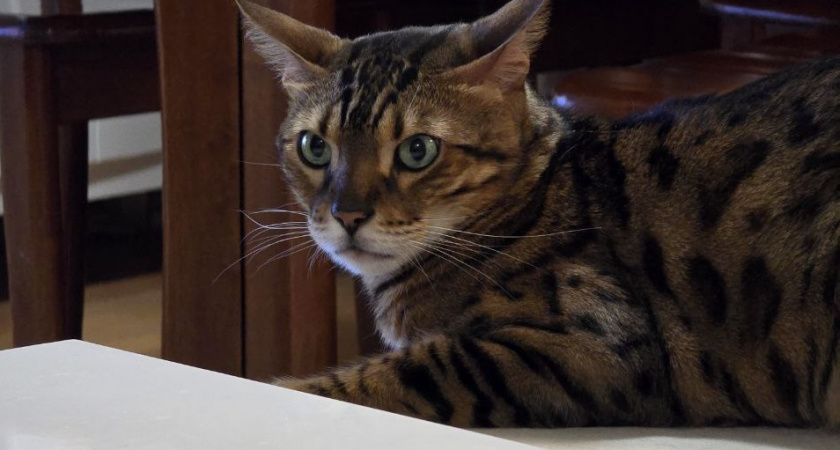 Как я отучила домашних кошек "ходить" куда не следует - проблема кошачьего туалета решена раз и навсегда