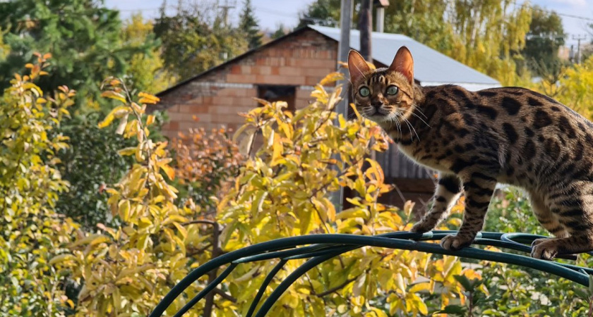 Это испытание для кошки: ветеринар назвал опасную привычку любящих хозяев - может стоить здоровья