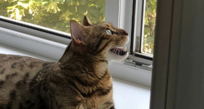 Кошка постоянно сидит у окна - дело не тоске. Вот 5 причин, о которых должен знать каждый хозяин