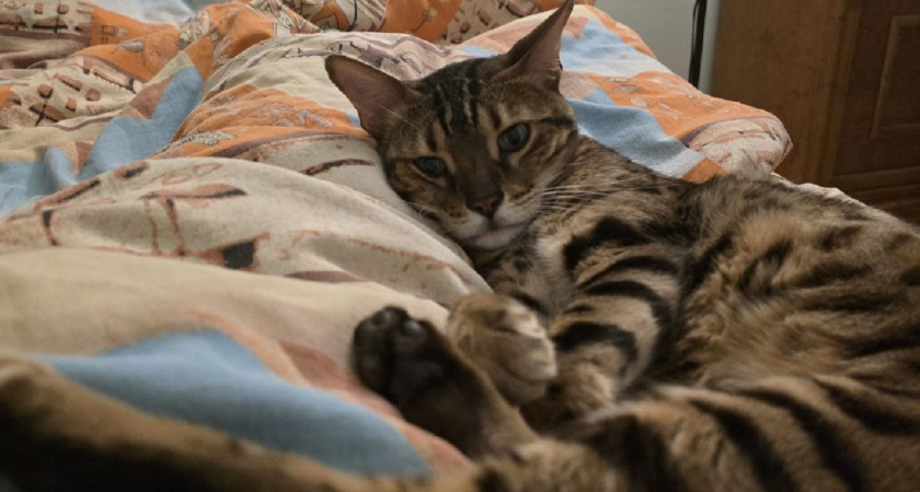 Как кошки решают, с кем из хозяев лечь спать и что влияет на их выбор
