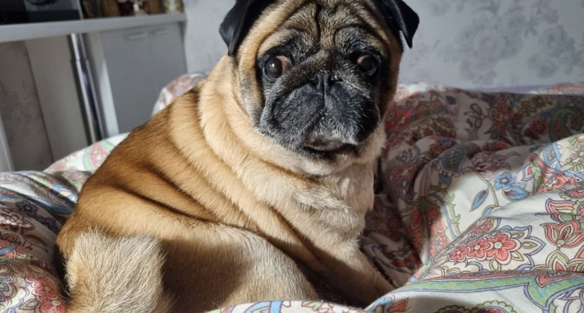 Висячие уши и большое сердце: 4 породы маленьких собак покорившие наши души