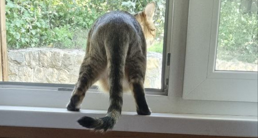 Этот «дефект» у кошек на самом деле суперспособность: почему у вашей кошки висит кожа на животе