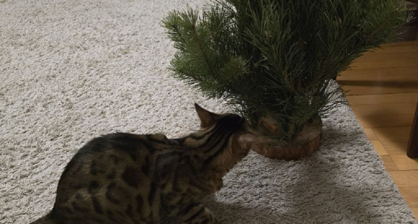 Почему кошка валяет елку: 3 хитрости которые помогут вашему питомцу не шкодить, а наслаждаться