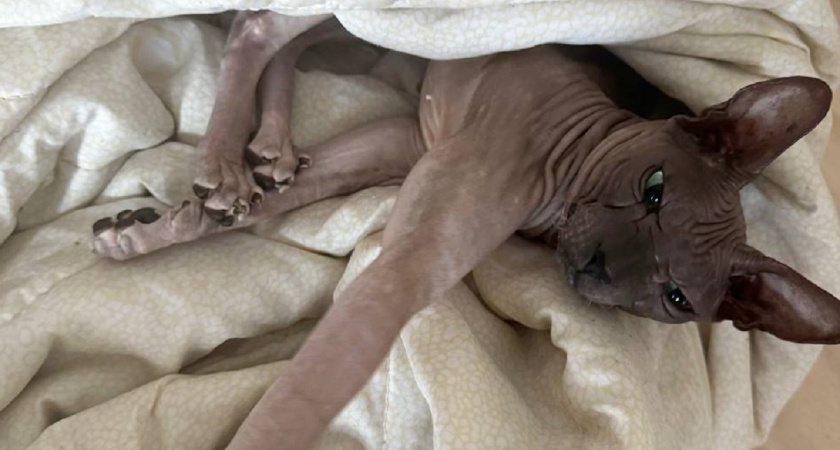 Из желанных в ненужные: породы кошек, от которых хозяева отказываются чаще всего