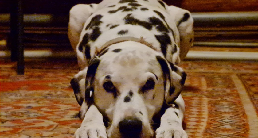 Не грызут мебель и не воняют псиной: три самые аккуратные породы собак - идеальны для квартиры