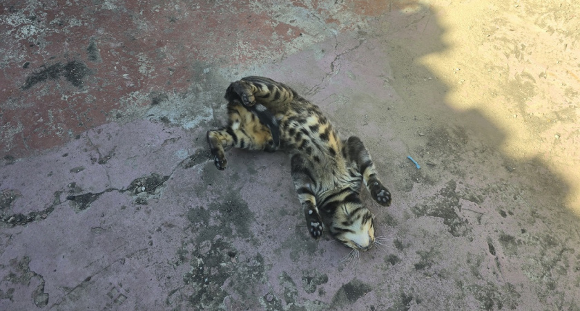 Почему кошка катается по полу на спине: разбираемся в поведении питомца - важно знать каждому