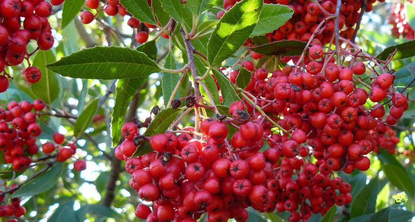 5 деревьев-предателей, которые заражают весь огород болезнями и вредителями