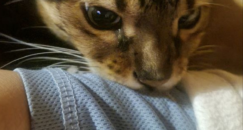 Почему кошка сначала лижет, а потом кусает человека - что скрывает эта привычка